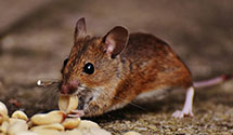 24 Hour & Emergency Exterminators in Lake Zurich, IL
